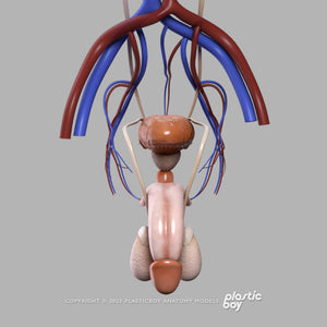 Male Urinary, Reproductive and Endocrine Systems 3D Model