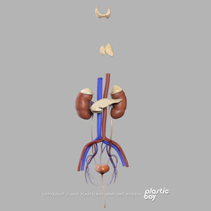 Male Urinary, Reproductive and Endocrine Systems 3D Model